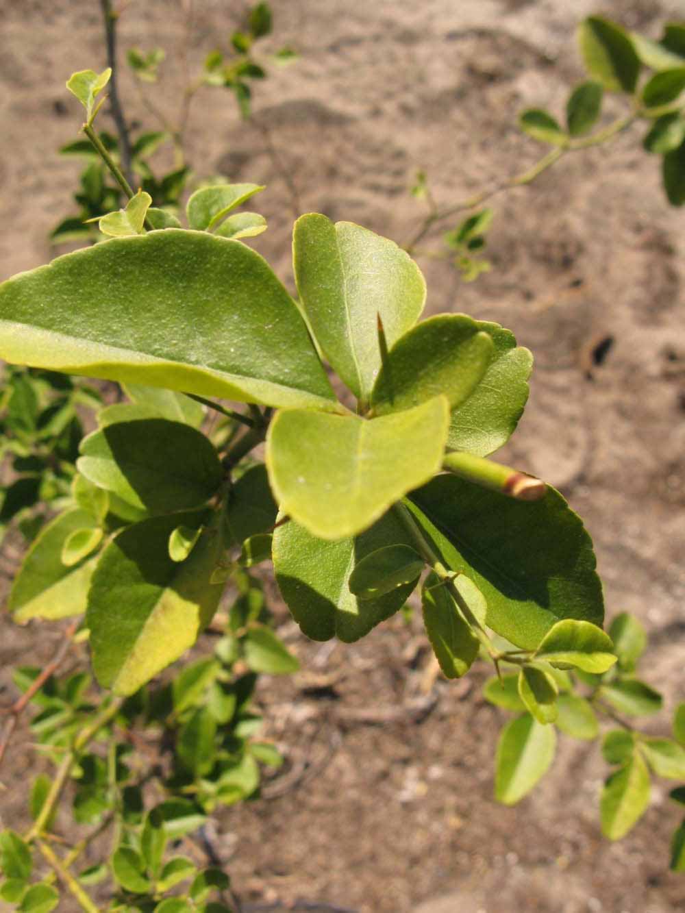            Sun leaves (Winter Haven, FL)   
